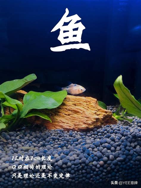 魚缸養幾隻魚比較好|魚缸養多少魚合適，這個公式告訴你，再也不用請教別。